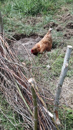 Vyletamezhnizda eskvalley